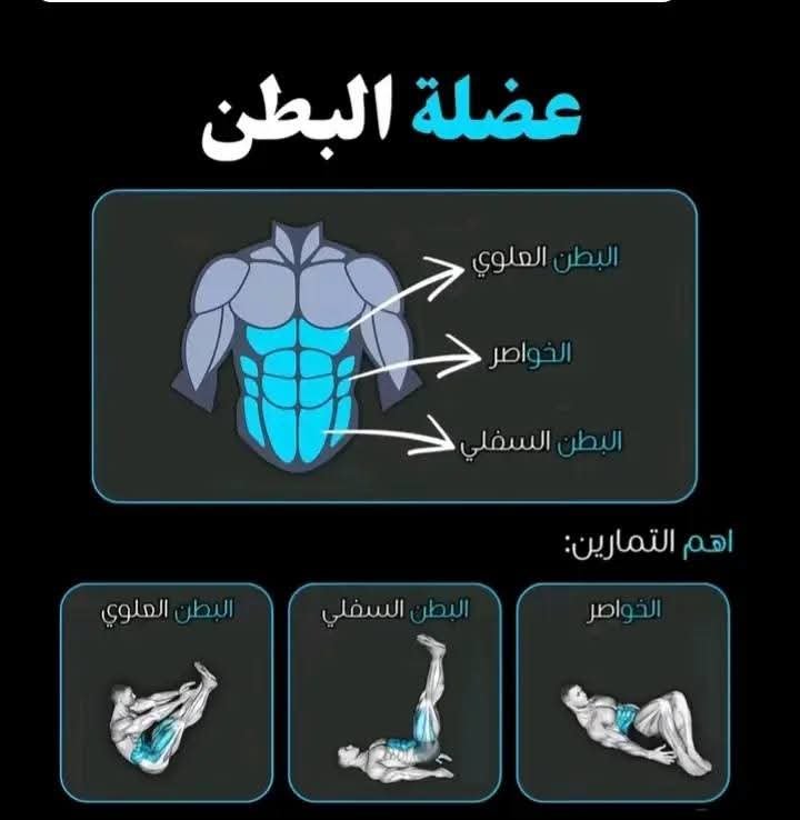 عضلات البطن 