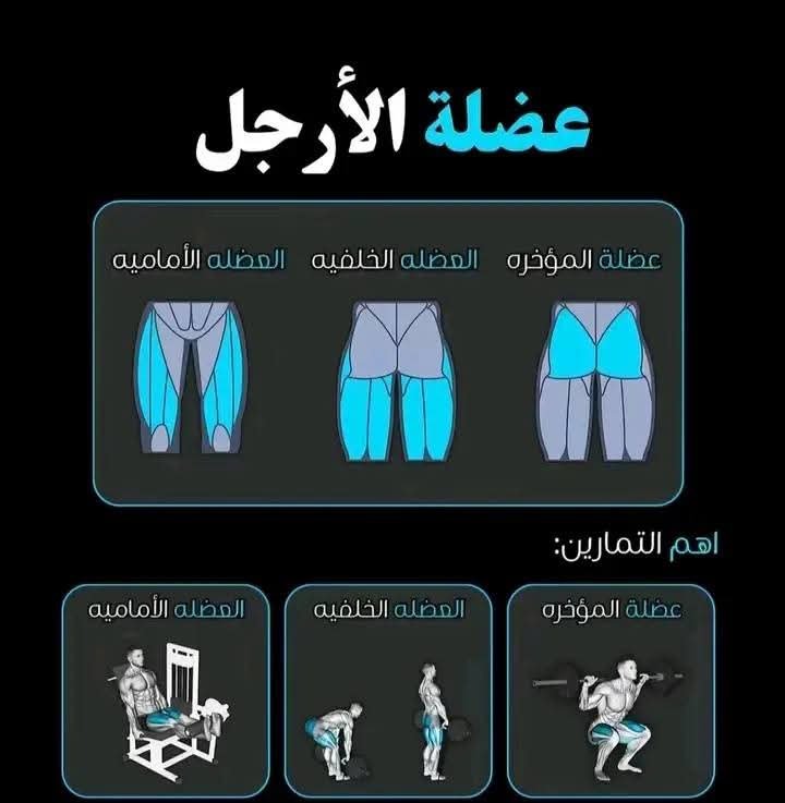 عضلات الارجل 