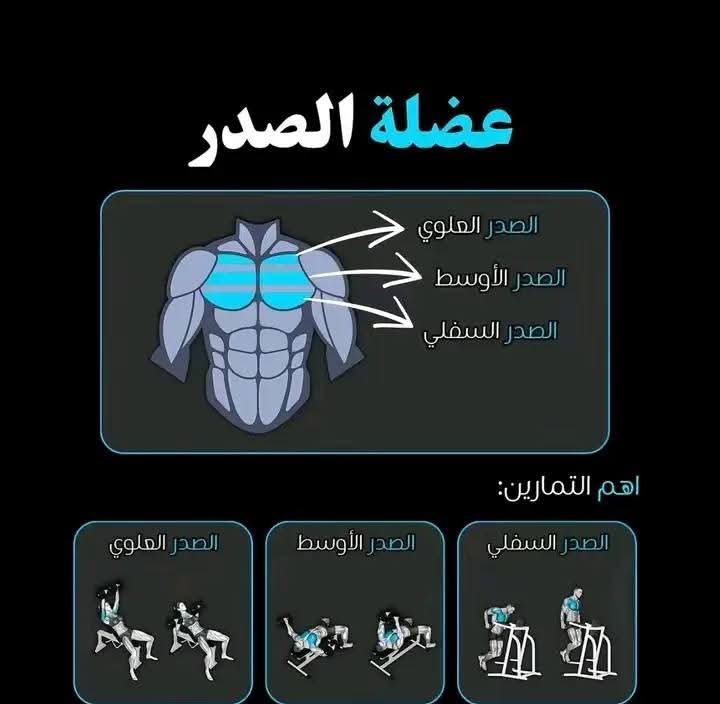 عضلات الصدر