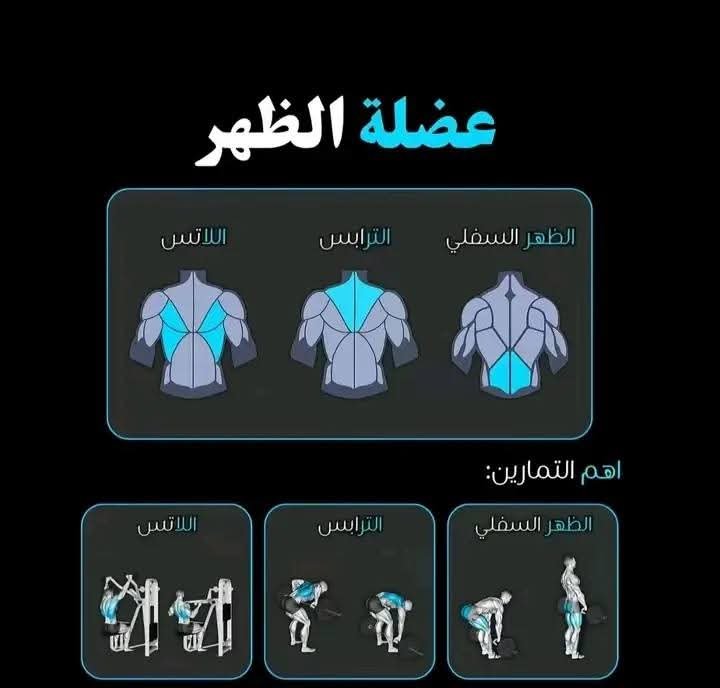 عضلات الظهر 