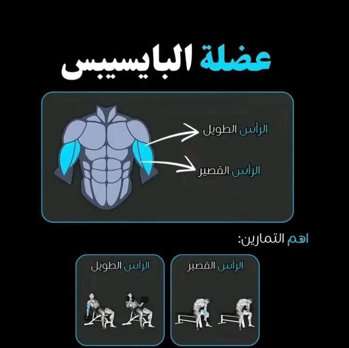 عضلات البايسبس