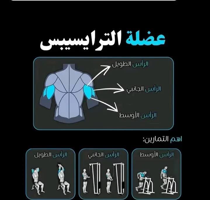 عضلات الترايسبس